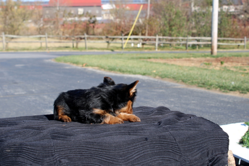 puppy, for, sale, Yokshire Terrier, Matthew B. Stoltzfus, dog, breeder, Gap, PA, dog-breeder, puppy-for-sale, forsale, nearby, find, puppyfind, locator, puppylocator, aca